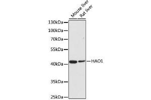Western blot analysis of extracts of various cell lines, using HAO1 antibody. (HAO1 anticorps  (AA 1-370))