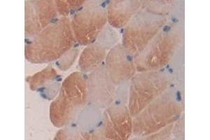 IHC-P analysis of Mouse Tissue, with DAB staining. (ALOX5 anticorps  (AA 374-536))