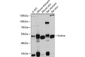 Western blot analysis of extracts of various cell lines, using Gsdma antibody  at 1:1000 dilution. (Gasdermin A anticorps)