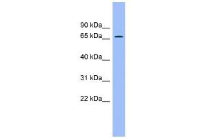 WB Suggested Anti-ACBD3 Antibody Titration: 0. (ACBD3 anticorps  (N-Term))