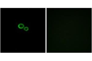 Immunofluorescence (IF) image for anti-Olfactory Receptor, Family 11, Subfamily G, Member 2 (OR11G2) (AA 241-290) antibody (ABIN2890918) (OR11G2 anticorps  (AA 241-290))