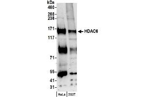 Western Blotting (WB) image for anti-Histone Deacetylase 6 (HDAC6) (AA 1165-1215) antibody (ABIN7450319)