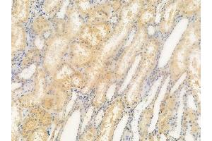 anti-Vomeronasal 1 Receptor 1 (VN1R1) (N-Term) antibody