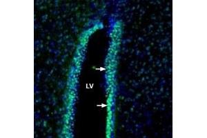 Expression of Contactin-1 in rat cerebral ventricle: - Immunohistochemical staining of perfusion-fixed frozen rat brain sections with Anti-Contactin-1/CNTN1 (extracellular) Antibody (ABIN7043083, ABIN7044738 and ABIN7044739), (1:200), followed by goat anti-rabbit-AlexaFluor-488.