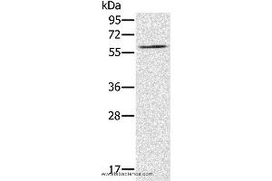 Western blot analysis of NIH/3T3 cell, using RELB Polyclonal Antibody at dilution of 1:200 (RELB anticorps)