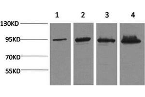 Western Blot analysis of 1) Hela, 2) 293T, 3) Mouse liver, 4) Rat liver with Catenin beta Monoclonal Antibody