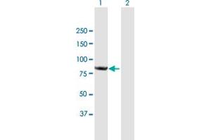 Western Blot analysis of CNOT10 expression in transfected 293T cell line by CNOT10 MaxPab polyclonal antibody. (CNOT10 anticorps  (AA 1-744))