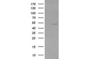 Image no. 1 for anti-Zinc Finger and SCAN Domain Containing 21 (Zscan21) antibody (ABIN1501865) (ZSCAN21 anticorps)