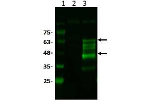 Western Blot of Rabbit anti-BCL3 antibody Western Blot of Rabbit anti-BCL3 antibody.
