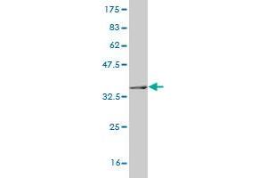 Western Blot detection against Immunogen (35.