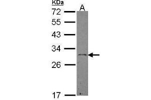 WB Image Sample (30 ug of whole cell lysate) A: Hep G2 , 12% SDS PAGE antibody diluted at 1:500 (Ephrin A3 anticorps)