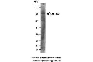 Image no. 2 for anti-Low Density Lipoprotein Receptor-Related Protein 8, Apolipoprotein E Receptor (LRP8) (C-Term) antibody (ABIN363503) (LRP8 anticorps  (C-Term))