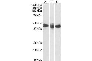 ABIN2613401 (0. (CD27 anticorps  (AA 161-175))