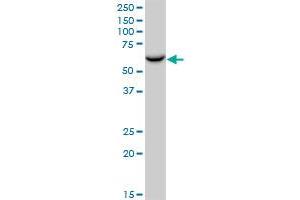 P4HB MaxPab polyclonal antibody. (P4HB anticorps  (AA 1-508))