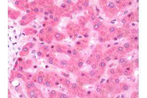 Anti-ODC1 / Ornithine Decarboxylase antibody IHC staining of human liver.