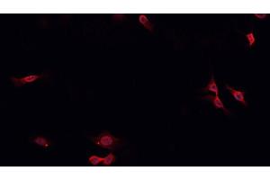 ABIN6276910 staining HepG2?