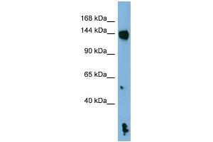 WB Suggested Anti-NLRP1 Antibody Titration: 0. (NLRP1 anticorps  (N-Term))