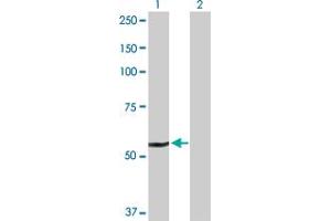 Western Blot analysis of DHCR24 expression in transfected 293T cell line by DHCR24 MaxPab polyclonal antibody.