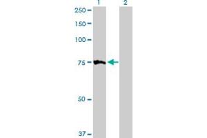 Western Blot analysis of MTM1 expression in transfected 293T cell line by MTM1 MaxPab polyclonal antibody. (MTM1 anticorps  (AA 1-603))