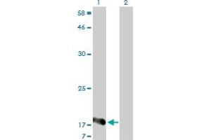 Western Blot analysis of NUDT2 expression in transfected 293T cell line by NUDT2 monoclonal antibody (M01), clone 4A4-3C3. (NUDT2 anticorps  (AA 1-147))