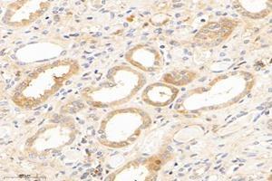 Immunohistochemistry analysis of paraffin-embedded human kidney using,IVD (ABIN7074382) at dilution of 1: 2800 (IVD anticorps)