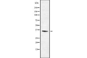 Western blot analysis Olfactory receptor 13C8 using NIH-3T3 whole cell lysates (OR13C8 anticorps)