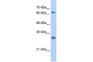USP39 antibody used at 1. (USP39 anticorps  (N-Term))