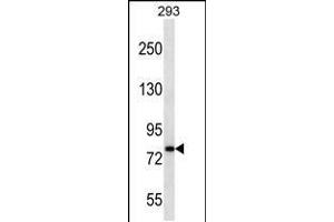Western blot analysis in 293 cell line lysates (35ug/lane). (CDH19 anticorps  (C-Term))