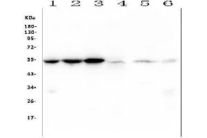 Western blot analysis of Desmin using anti-Desmin antibody (ABIN7599249).