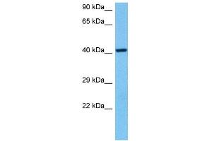 Host:  Mouse  Target Name:  NRF1  Sample Tissue:  Mouse Heart  Antibody Dilution:  1ug/ml (NRF1 anticorps  (Middle Region))