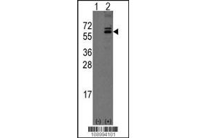 Western blot analysis of Noelin-1(Olfm1) using rabbit polyclonal Noelin-1(Olfm1) Antibody using 293 cell lysates (2 ug/lane) either nontransfected (Lane 1) or transiently transfected with the Noelin-1(Olfm1) gene (Lane 2).