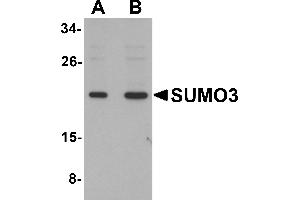 Western Blotting (WB) image for anti-Small Ubiquitin Related Modifier 3 (SUMO3) (C-Term) antibody (ABIN1030713) (SUMO3 anticorps  (C-Term))