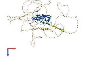 AlphaFold protein structure predicition of Mouse Recombinant Tbx3 Protein, UniprotID P70324