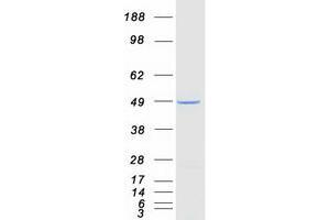 Validation with Western Blot