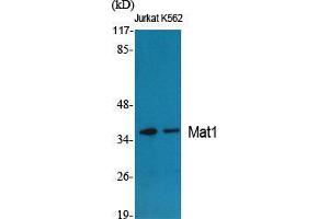 Western Blot (WB) analysis of specific cells using Mat1 Polyclonal Antibody. (MAT1A anticorps  (Internal Region))