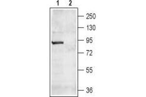 Western blot analysis of rat brain lysate: - 1. (CNGA4 anticorps  (Intracellular, N-Term))