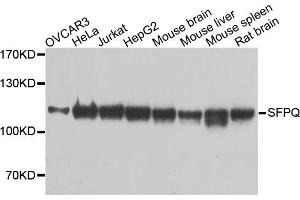 Western blot analysis of extracts of various cell lines, using SFPQ antibody. (SFPQ anticorps)