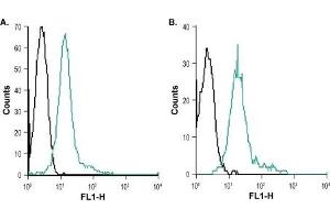 Cell surface detection of CXCR7 in human HL-60 (A) and human Raji (B) living intact cells: (black line) Unstained cells (green line) Cells + Anti-CXCR7 (ACKR3) (extracellular)-ATTO Fluor-488 Antibody (ABIN7043044), (5 μg/0.