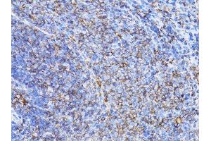 Immunohistochemistry of paraffin-embedded rat testis using β-actin antibody. (beta Actin anticorps)