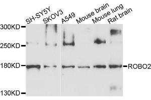 Western blot analysis of extracts of various cell lines, using ROBO2 antibody.