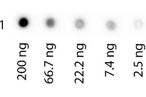 Dot Blot of Biotin conjugated Human Transferrin.