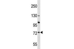 ACOX2 antibody western blot analysis in A375 lysate.