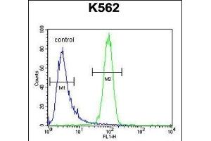 MCHR1 Antibody (C-term) (ABIN654645 and ABIN2844341) flow cytometric analysis of K562 cells (right histogram) compared to a negative control cell (left histogram).