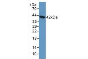 Figure. (AGA anticorps  (AA 28-245))