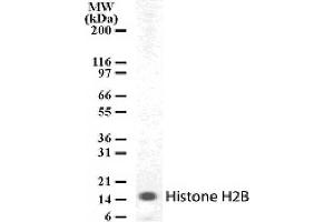 Histone H2B pAb tested by Western blot. (Histone H2B anticorps  (AA 111-125))
