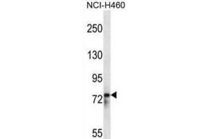 Western Blotting (WB) image for anti-RNA Binding Motif Protein 12 (RBM12) antibody (ABIN2998214) (RBM12 anticorps)
