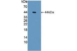 Figure. (SERPINB6 anticorps  (AA 1-376))