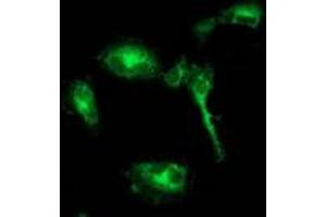 Anti-BECN1 mouse monoclonal antibody (ABIN2454375) immunofluorescent staining of COS7 cells transiently transfected by pCMV6-ENTRY BECN1 (RC201629). (Beclin 1 anticorps)