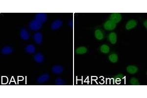 Immunofluorescence analysis of 293T cell using H4R3me1 antibody. (Histone anticorps)
