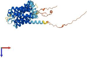 AlphaFold protein structure predicition of Human Recombinant SLC35A2 Protein, UniprotID P78381